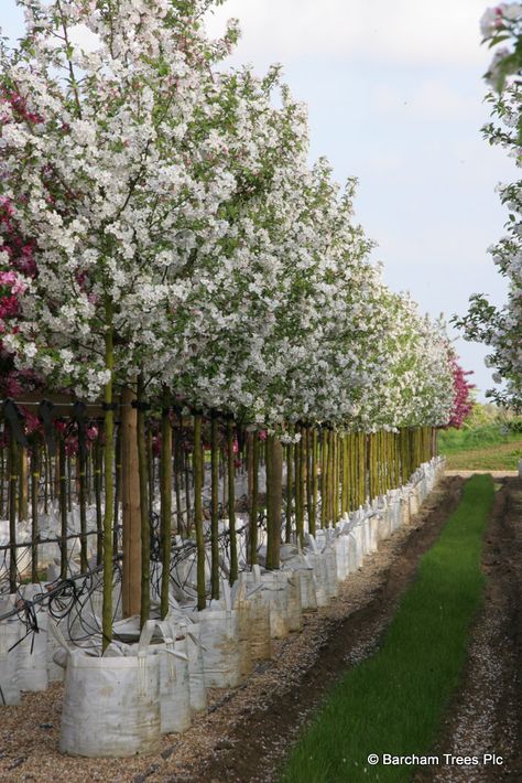 Malus 'White Star' is a lovely medium sized crab apple. There is a splendid show of white star-like flowers in the spring, which are scented and attract honey bees. The flowers are followed by medium golden-russet crab apples in late summer which persist into December. Crab Apple Tree, Trees Nursery, Hedge Trees, Trees For Front Yard, Patio Trees, Simple Tree, Crabapple Tree, Tree Nursery, Front Yards