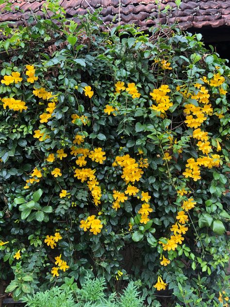 Yellow creeper Flowering Creepers, Creepers Plants, Cat Claws, Garden Landscape Design, Green Roof, Creepers, Garden Landscaping, Landscape Design, Outdoor Living