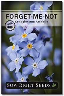 Amazon.com : forget me not seed packets Forget Me Not Seeds, Picture Frame Crafts, Condolence Gift, Forget Me Not Flower, Indoor Flowers, Seed Packets, Planting Vegetables, Frame Crafts, Care Package