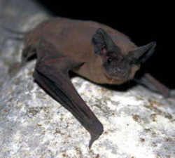 Oklahoma State Flying Mammal - Mexican Free-tailed Bat Getting Rid Of Bats, Bat Images, Cozy Attic, Attic Playroom, Attic Insulation, Attic Stairs, Attic Design, Attic Renovation, Nocturnal Animals