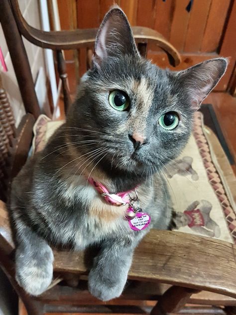 Grey Tortie Cat, Newborn Kitten Care, Dilute Calico, Tortie Cats, Tortie Cat, Heart Cats, Cuddly Cats, Sick Cat, Calico Cats