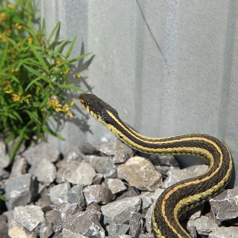 Here's How to Keep Snakes Out of Your Home Snake Repellant, Types Of Snake, Survival Ideas, Bug Killer, Texas Gardening, Pet Snake, Pest Management, Insect Control, Let It Out