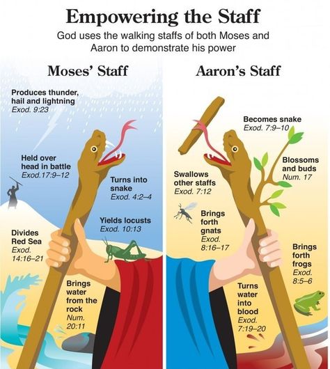 Wow I never knew that Aaron's staff did all that stuff Moses Staff, Quick View Bible, Bible Charts, Bible Study Help, Understanding The Bible, Cobra Snake, Bible History, Bible Study Notebook, Bible Study Tools