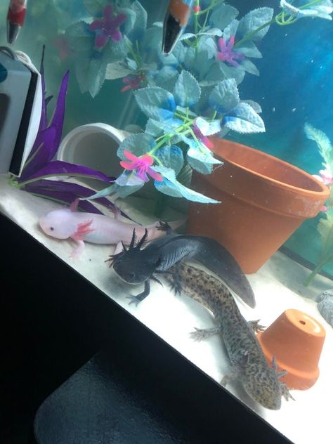 Cute Axolotl Wallpaper, Axolotl Tank Ideas, Axolotl Wallpaper, Axolotl Tank, Pic Cute, Axolotl Cute, Tier Tattoo, Fish Tank Design, Tattoo Nature