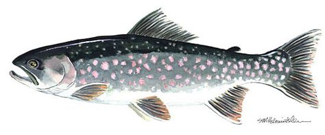 Dolly Varden Dolly Drawings, Dolly Varden Fish, Dolly Wall Art, Dear Dolly Book, Dolly Dingle Paper Dolls, Arctic Char, Dolly Varden, All Fish, Fish Illustration