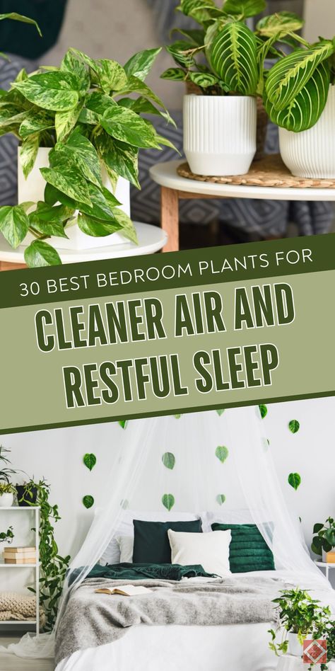 Improve your sleep naturally with these 30 air-purifying plants for the bedroom. Learn which plants are best for enhancing air quality and promoting relaxation. Save this pin for later and click to find out how to sleep better with these plants! Plants For The Bedroom, Best Bedroom Plants, Best Plants For Bedroom, Best Air Purifying Plants, How To Sleep, Sleep Environment, Best Bedroom, Improve Indoor Air Quality, Low Light Plants