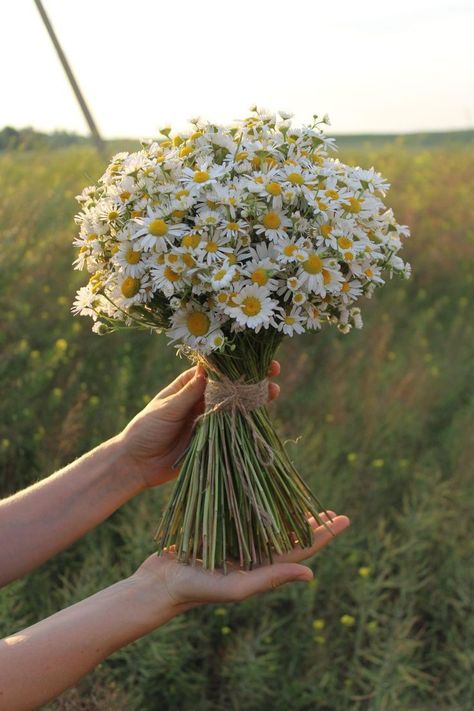 Sunflower And Daisy Bouquet, Chamomile Bouquet, Daisy Flower Bouquet, Bouquet Of Daisies, Wedding Dreses, Sunflowers And Daisies, Daisy Bouquet, Boquette Flowers, Hand Flowers