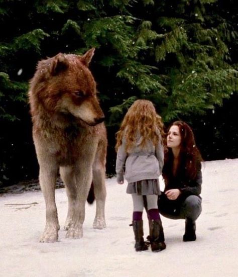 Forks Twilight, Stephenie Meyer Books, Twilight Wolf Pack, Jacob And Renesmee, Twilight Jacob, Twilight Renesmee, Twilight Wolf, Twilight Saga Books, Werewolf Aesthetic