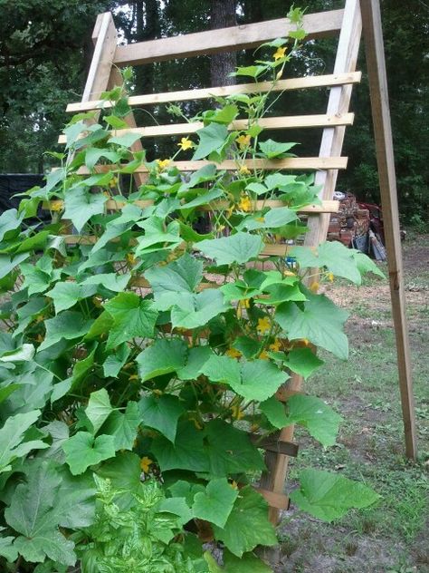 Cucumber Trellis Ideas, Planting Cucumbers, Trellis Ideas Garden, Outdoor Trellis Ideas, Plant Grafting, Grow Zucchini, Cucumber Trellis Diy, Garden Trellis Ideas, Cucumber Trellis