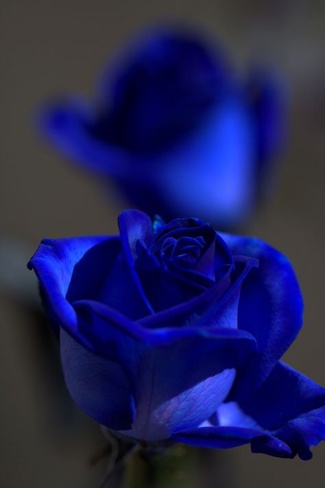 Blue Roses Wallpaper, Blue Rose Tattoos, Blue Flower Wallpaper, Aesthetic Roses, Roses Wallpaper, Rose Pictures, Rose Blue, Beautiful Rose Flowers, Rose Wallpaper