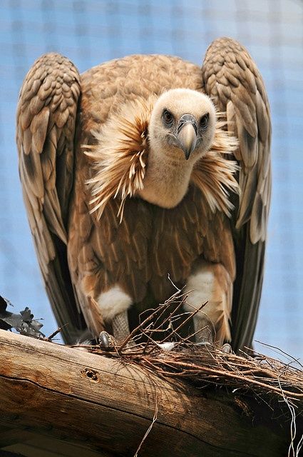 buitre carroñero Kinds Of Birds, Big Bird, All Birds, Exotic Birds, Pretty Birds, Birds Of Prey, Wild Birds, Animal Photo, 귀여운 동물