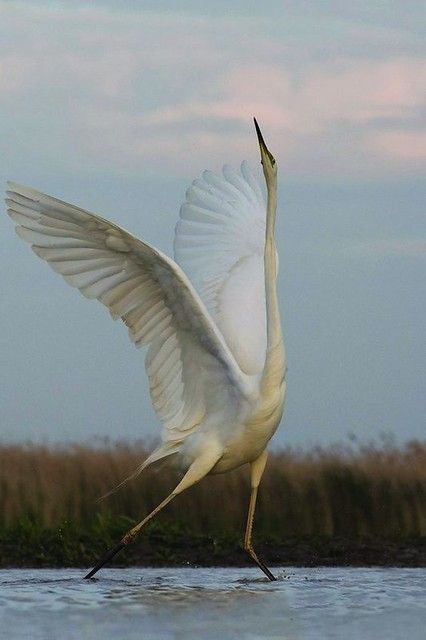 Animal Poses, Regnul Animal, Animal References, Bird Wings, White Bird, Exotic Birds, Pretty Birds, Colorful Birds, Bird Photography