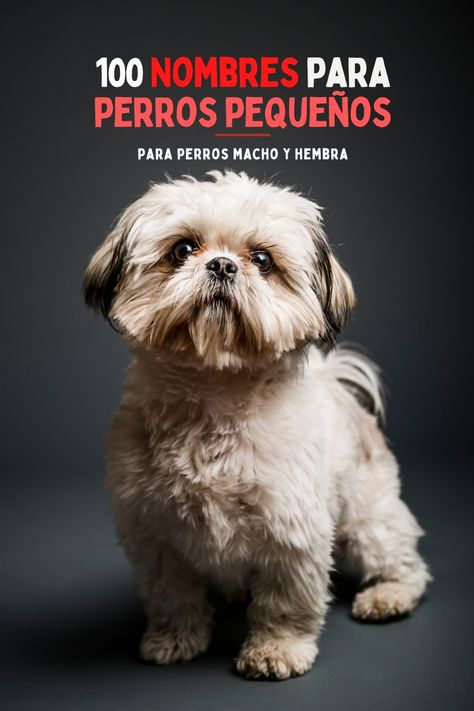 Nombres para perros pequeños Perro Shih Tzu, Shih Tzu, Dogs, Quick Saves