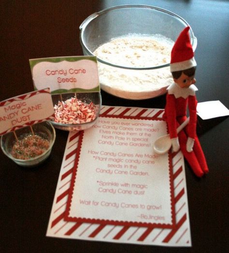 300 Easy Elf on the Shelf Ideas Candy Cane Seeds, Easy Elf On The Shelf, Easy Elf, Elf Magic, Elf Fun, Tis The Season To Be Jolly, Buddy The Elf, Elf On The Shelf Ideas, Candy Canes