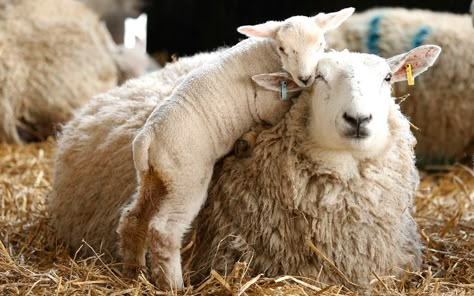 Counting Sheep, Baby Lamb, Sheep And Lamb, South Yorkshire, Cute Sheep, Vegan Animals, Down On The Farm, The Sheep, Sweet Animals