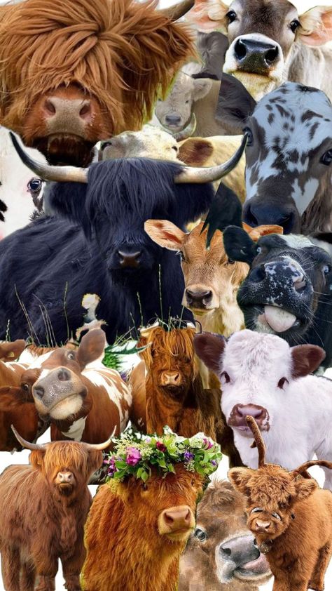 Cow Collage, Cow Wallpaper, All Black Tattoos, Cow Pictures, Farm Cow, Highland Cows, Iphone Homescreen, Cute Animal Clipart, Really Cute Dogs