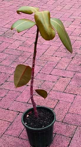 Over Watering Plants, Rubber Plant Indoor, Rubber Plant Care, Outdoor Potted Plants, Plant Leaves Turning Yellow, Rubber Tree Plant, Leaves Falling, Household Plants, Plant Problems