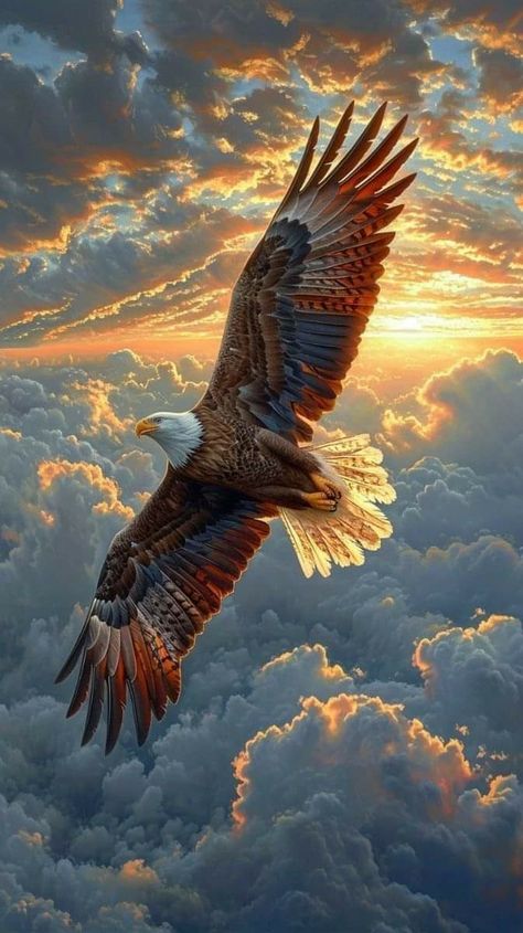 Eagle Pictures Photography Nature, Best Iphone Wallpapers For Men, Eagle Photography, Aigle Royal, Birds Photography Nature, Wild Animal Wallpaper, Eagle Images, Image Spiderman, Eagle Painting