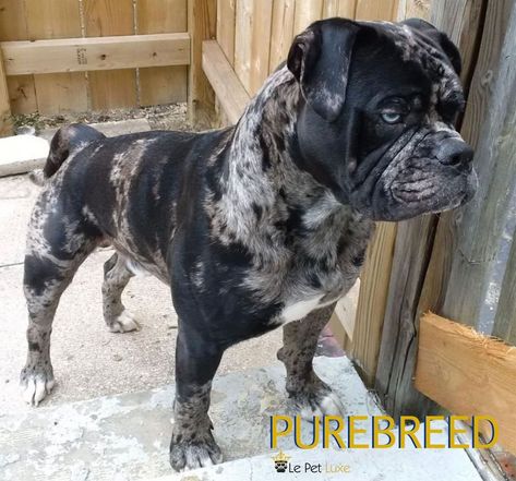 This is a PUREBRED.⁣⁣  he Alapaha Blue Blood Bulldog has been known by many names throughout its history (which, itself, is hotly debated between the two major authorities the ABBA and IABBR). Read more @lepetluxe Instagrampage   #alapahabluebloodbulldog #xlbullynation #xlbullys #ukbully #xlbully #bulldogpuppies #tribully #bullybreedsofinsta #alapahabulldog #xlbullyuk #bullysofinstagram #adoptdontshop #alapahabluebloodbulldogs Alapaha Blue Blood Bulldog, Catahoula Bulldog, Blue Blood Bulldog, American Bulldog Puppies, Wrinkly Dog, Kangal Dog, Rare Dogs, Bully Breeds Dogs, Bulldog Breeds