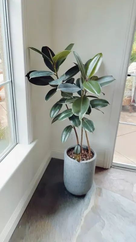 My rubber tree is doing so well! 👏🏻 Loving this planter from Rejuventation! #plants #planter #indoorplant #stoneware #ltkhome #homedecor #homestyle Tree Planter Ideas, Tree Planters, Plant Style, My Plant, Rubber Plant, Concrete Planter, Rubber Tree, Planter Ideas, Online Interior Design