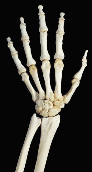 Bones Of The Hand, Human Hand Bones, Hand Anatomy, Nurse School, Anatomy Bones, Skeleton Anatomy, Hand Photo, Medical Anatomy, Hand Reference