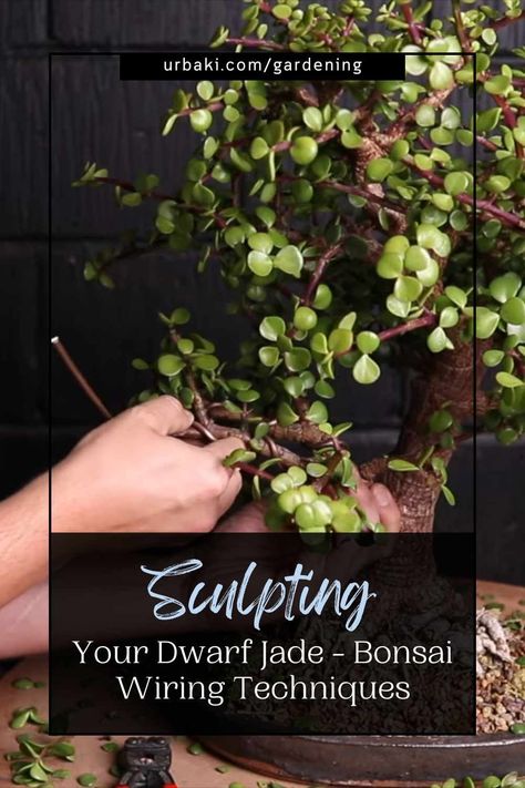 Indoor bonsai, with their exquisite beauty and artistic charm, bring a touch of nature's elegance into our homes. One of the fundamental skills in shaping these miniature masterpieces is wiring. In this article, we'll delve into the art of wiring pads for an indoor bonsai, specifically focusing on the beloved Dwarf Jade (Portulacaria afra). With the right techniques, you can sculpt your Dwarf Jade into a work of living art that captivates and inspires, creating a stunning piece of nature...