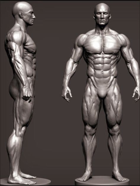 Male Chest Anatomy, Body Side Profile, Body Builders Men, Human Body Model, Male Chest, Body Study, Surface Modeling, Human Sculpture, Muscle Body