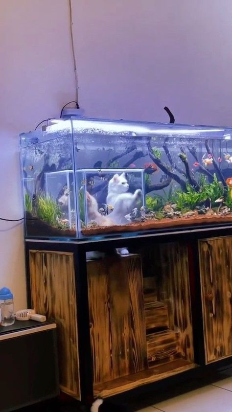 Marine Fish Tank Ideas, 1880s Aesthetic, Organize House, Fish Tank Ideas, Marine Fish Tanks, Snake Tank, Animal Ideas, Aquarium Landscape, Pet Items