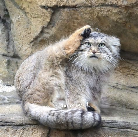 Pallas Cat Cute, Manul Cat, Pallas Cats, Pallas Cat, Cutest Animals On Earth, Small Wild Cats, Pallas's Cat, Sand Cat, Feral Cats