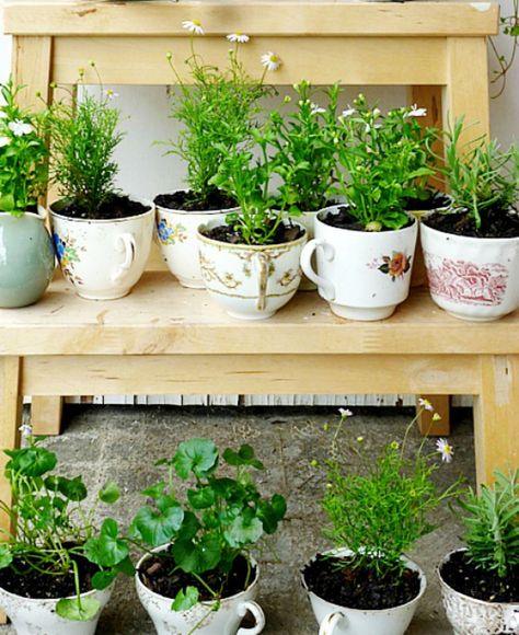 If you've ever wanted to grow your own herb garden, now's your chance. Just dust off some old teacups, drill a small hole in the bottom of each one and voila! Your herbs in a cup will be looking—and smelling—pretty in no time. Diy Miniature Garden, Small Herb Gardens, Teacup Gardens, Herb Garden Kit, Indoor Herb Garden, Herbs Indoors, Garden Kits, Tea Garden, Apartment Garden