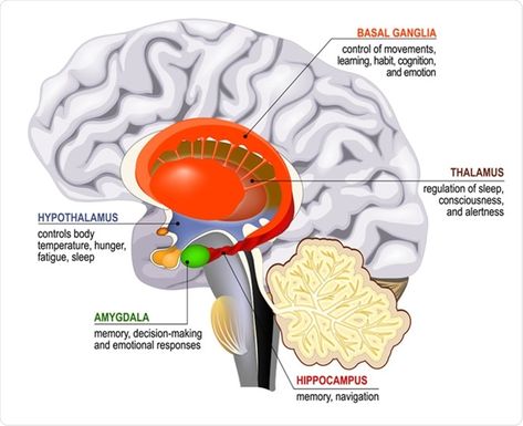 Limbic system. Cross section of the human brain. Mammillary body, basal ganglia, pituitary gland, amygdala, hippocampus, thalamus - Illustration Credit: Designua / Shutterstock Neurology Notes, Hippocampus Brain, Brain Nerves, Basal Ganglia, Deep Brain Stimulation, Medicine Notes, Cerebral Cortex, Limbic System, Brain Anatomy