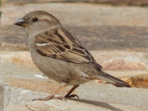 Female House Sparrow House Sparrow Photography, Female Sparrow, Female House Sparrow, Sparrow Art, House Sparrow, Sparrow Bird, Bird Photos, Bird Wings, Australian Birds