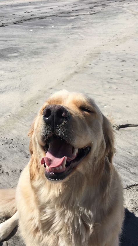 Golden Retriever Beach, Perros Golden Retriever, One Hotel, Foster Dogs, Best Friend For Life, Beach Love, Pets 3, Dog Biting, Dog Beach