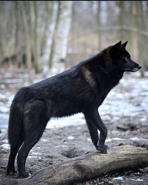 Wolves Aesthetic, Wolf Walking, Black Wolves, Wolf Poses, Wolf Running, Wolf Hybrid, Wolf Photography, Fantasy Wolf, Draw Animals