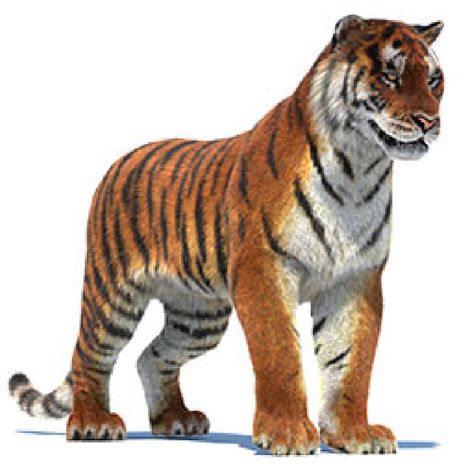 Tiger 3d model for purchase and download Animated Tiger, Texture Studies, Tiger Fur, Sumatran Tiger, Cartoon Tiger, Samoyed Dogs, Siberian Tiger, Pet Tiger, Tiger Art