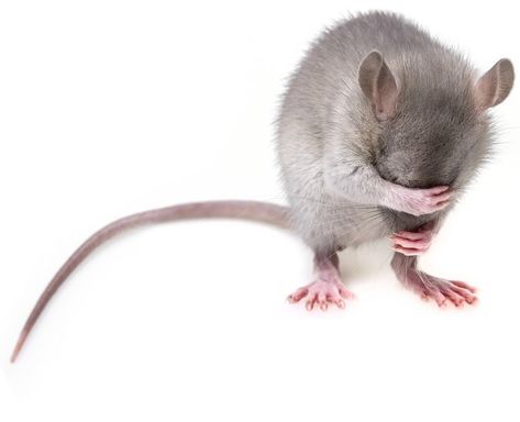 Summary: Study reports the anterior cingulate cortex of rats contain mirror neurons that respond to pain experienced by and observations of others.Source: KNAWWhy is it that we can get sad whe Getting Rid Of Rats, Animal Intelligence, Getting Rid Of Mice, Rat Traps, Nikon D800, Mouse Traps, Pest Control Services, Mouse Rat, Going Gray