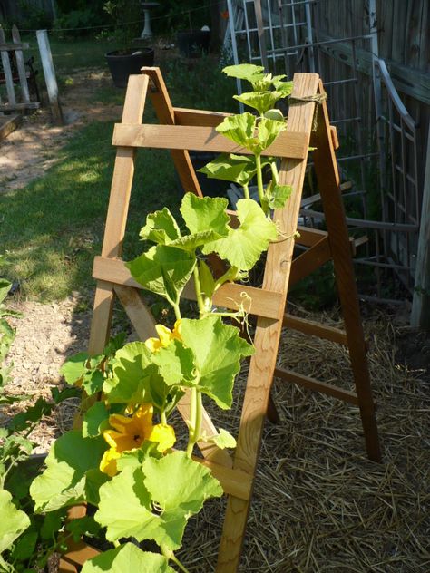 Climbing Squash Plants, Easy Trellis, Pumpkin Trellis, Squash Trellis, Hubbard Squash, Vegetable Trellis, Grow Cucumbers, Vine Plants, Wire Netting