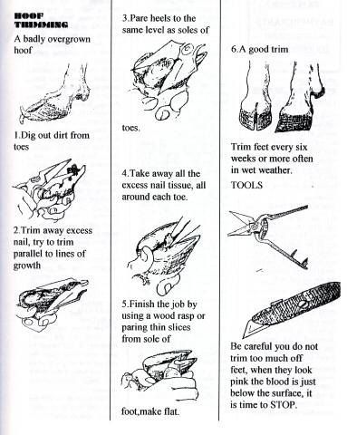 Small Farmers Guide To Keeping Dairy Goats | Farmstyle Australia.  A sharp pair of secateurs is needed #goatvet Trimming Goat Hooves, Goat Hoof Trimming, Pig Hooves, Keeping Goats, Goat Health, Show Goats, Nubian Goat, Goat House, Goat Care