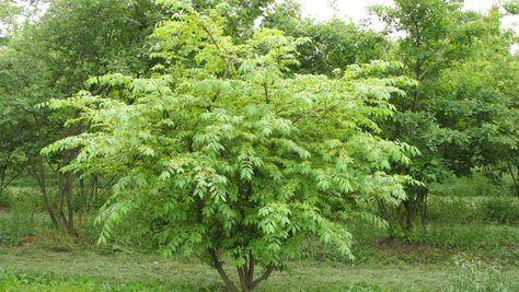 Euonymus Alatus Compactus, Euonymus Alatus, Plant Palette, Plant Species, Small Trees, Front Garden, Nurseries, Herbs, Trees