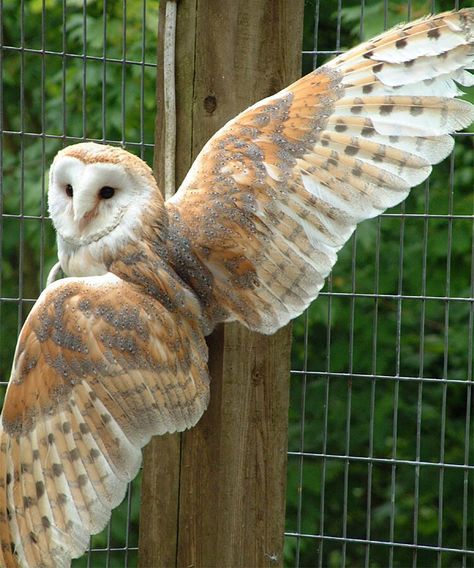 Owl Skeleton, Owl Wings, Barn Owls, Owl Photos, Owl Pictures, Bird Wings, Beautiful Owl, Owl Tattoo, Pretty Animals