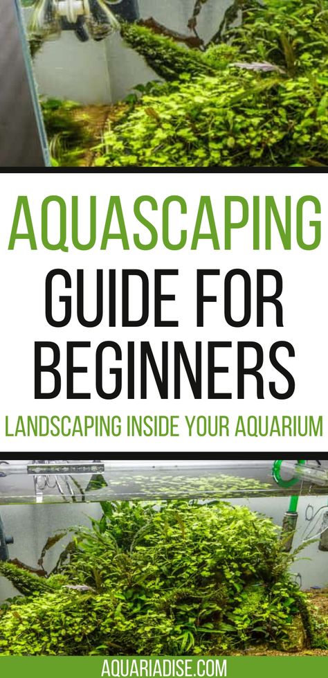 Aquascape Aquarium Beginner, Aquascape Diy, Aquascaping Plants, Tank Terrarium, Aquarium Garden, Beginners Landscaping, Freshwater Aquarium Plants, Fish Tank Terrarium, Aquascape Design