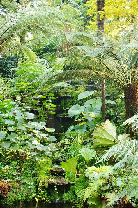 Dicksonia Antarctica, Tree Fern, Road