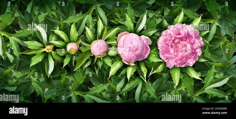 Download this stock image: Blooming flower stages with pink flowers in bloom in a summer garden as a peony or peonies blossom or blossoming plants representing floral growth. - 2G50N8M from Alamy's library of millions of high resolution stock photos, illustrations and vectors. Peony Plant, Peony Care, Itoh Peonies, Planting Peonies, Peony Root, Growing Peonies, Flowers In Bloom, Plant Life Cycle, Plant Supports