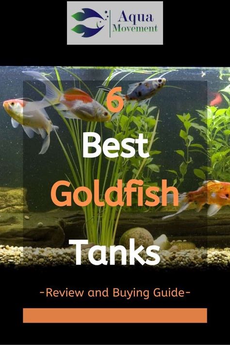 Fantail Goldfish Aquarium, Goldfish Aquarium Ideas, Fish For Beginners, Glofish Aquarium, Goldfish Care, Goldfish Types, Goldfish Kiss, Fantail Goldfish, Goldfish Aquarium