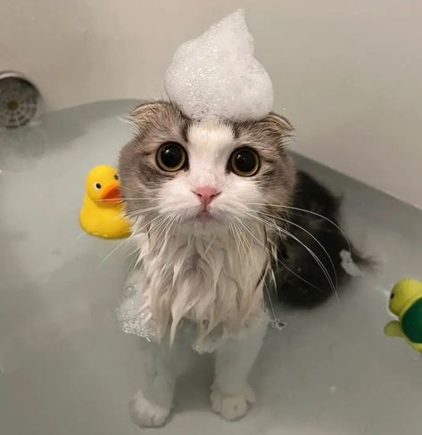 Cute cat in a bubble bath / cat of the day #catoftheday / cute cat pictures / too cute #toocute / cutecats #cutecats #catsinhats #catswillbecats #catsagram #furbaby Pets Birthday Party, Kitten Tattoo, How To Cat, Cat Bath, Kitten Photos, Kitten Food, Kitten Care, Silly Cats Pictures, Pet Kitten