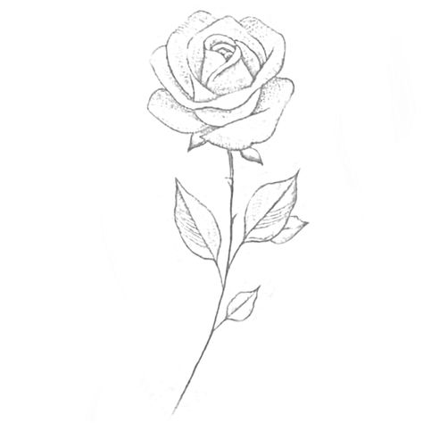 Small Rose Outline, Geo Tattoo, Rose Stem Tattoo, Dragon Claws, Simple Rose Tattoo, Angel Sketch, Rosa Tattoo, Crane Tattoo, Rose Outline