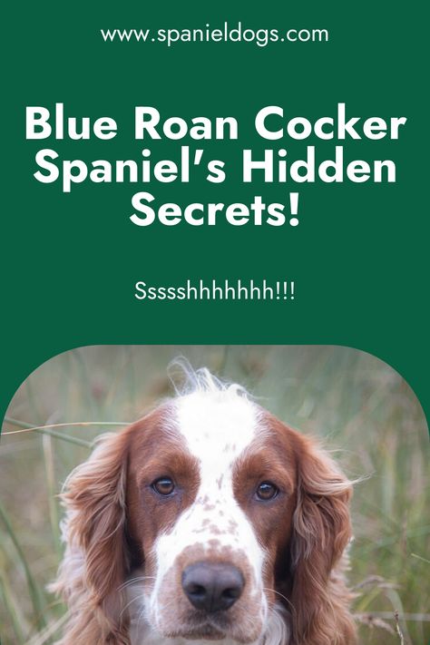 Unveil the Blue Roan Cocker Spaniel's temperament secrets! 🐾 Get the inside scoop on this charming breed. A must-read for dog enthusiasts! 🐶 #CockerSpaniel #Temperament Blue Roan English Cocker Spaniel, Roan Cocker Spaniel, Blue Roan Cocker Spaniel, Spaniel Breeds, Blue Roan, English Cocker, English Cocker Spaniel, Vet Clinics, Cocker Spaniels