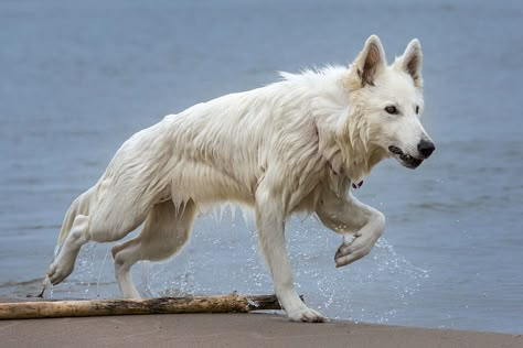 White Wolf Hilarious Animal Memes, Dog Reference, Wolf Poses, Swiss Shepherd, White Swiss Shepherd, Animal Poses, Walking Tall, Dog Poses, Canine Art