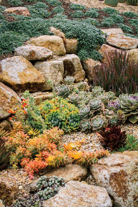 Pacific Horticulture Society | Succulent Gardens Terraced Rock Garden, Succulent Rock Garden, Blue Elf, Hill Garden, Succulent Landscape Design, Succulent Garden Design, Succulent Gardens, Succulent Landscaping, Reddish Purple