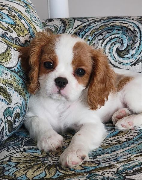 Cavier King Charles Spaniel, Caviler King Charles, Cavalier King Charles Spaniel Puppy, King Charles Spaniel Puppy, Charles Spaniel Puppy, King Spaniel, Cavalier Dog, King Charles Puppy